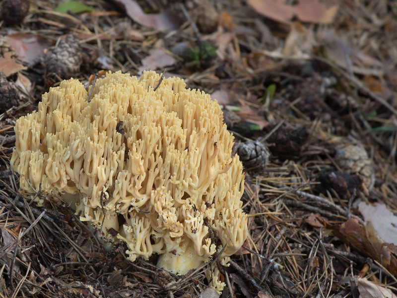 Ramaria pallidosaponaria